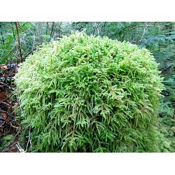 Sheet Moss, 10 Square Feet Of Fresh, Live Moss